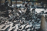 Pigeons