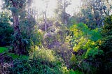 A mountain covered in lush greenery and bathed in golden afternoon light.