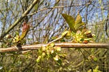 A ladybug on the branch of a cherry tree