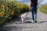 From Rover to Wag: Making an Income as a Dog Walker