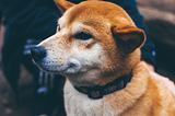 What We Learned After One Year of Developing Bots at faq.dog