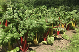 The backyard revolution