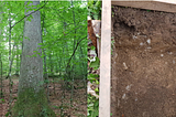 Soil carbon stocks in unmanaged (primary) and managed forests in Central and Eastern Europe