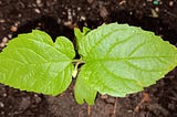 Transplanting the Hackberry