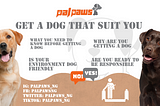 get-a-dog-that-suit-you-first-time-dog-owner