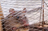 6 Steps to keep mice out of your RV