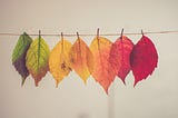 seven tree leafs hang from a string, changing from green to red color