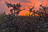 Cholla cactus silhouetted against the orange sunset with some blue sky showing in patches