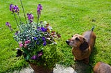 Poisonous Plants for Dogs: 51+ Toxic Plants to Watch Out