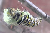 Entering the Chrysalis