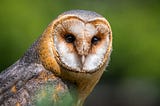 Why are barn owls silent flyers?