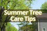 TIPS FOR MAINTAINING TREE HEALTH THIS SUMMER