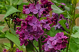 Free Lilac Shrubs from Offshoots (Suckers)