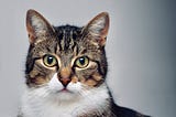 5 Major signs your cat loves you