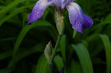 Random purple bearded iris