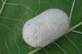 Silk Cocoon