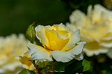 White Licorice Rose A Vibrant, Yellow & White Floribunda