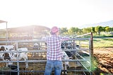 Woman farmer stands at gate looking at an enclosure of calves.