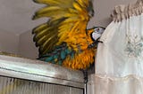 A blue and gold macaw on a shower door, being splashed with water.
