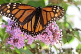 Celebrations for Butterflies