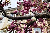 Spring is not only Sprung — it’s Nearly Summer Already!