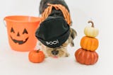 Hallowe’en With Pets