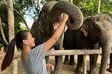 Elephant feeding at Siem Reap Cambodia