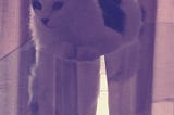 THE CAT