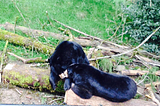 Snuggling black bears -cute-