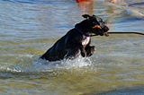 Favourite Action Shots: Lots of Speed and Splashing