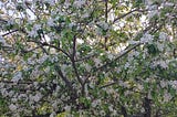 Magnificent Apple blossoms