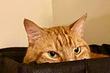An orange tabby cat peeks out from a perch so that you only see his menacing eyes.