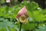 A flower close to blooming