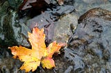 a yellow maple leaf rests on rocks in flwoing water