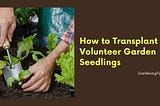 How to Transplant Volunteer Garden Seedlings — Gardening Tips