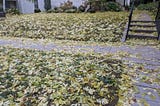 WHY SHOULD I COLLECT THE DRY LEAVES FROM THE GARDEN?