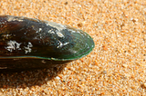Perna canaliculus, or Green lip mussel photo