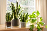 Five Plants For Health and Productivity