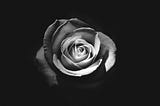 Photo of a blooming rose.