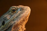 Bearded Dragons: Easy as A, B, C