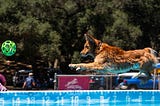 A golden retriever flies through the air, over a pool of water, after jumping off the end of a dock in pursuit of a green bal