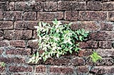 A green leafy plant growing between the bricks of a wall.
