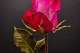 A pink rose on a black background.