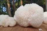 Lion’s Mane! Lion’s Mane! Lion’s Mane!