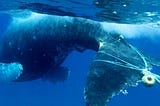 Endangered whales need more protection. So do their rescuers.