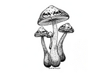 Psilocybin Trip Report by an Anonymous Reader