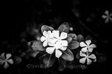 Garden Flowers, Auroville, Tamilnadu, India