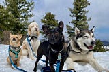 Tips for hiking in winter with dogs