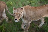 Scared Straight? How Chasing Lions Away Could Help Protect Them