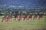 Kenya — crazy roads to excellent safaris